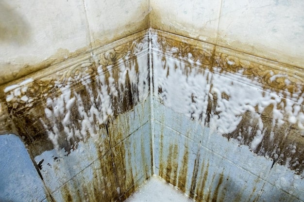 IImportance of regular bathroom mould cleaning 